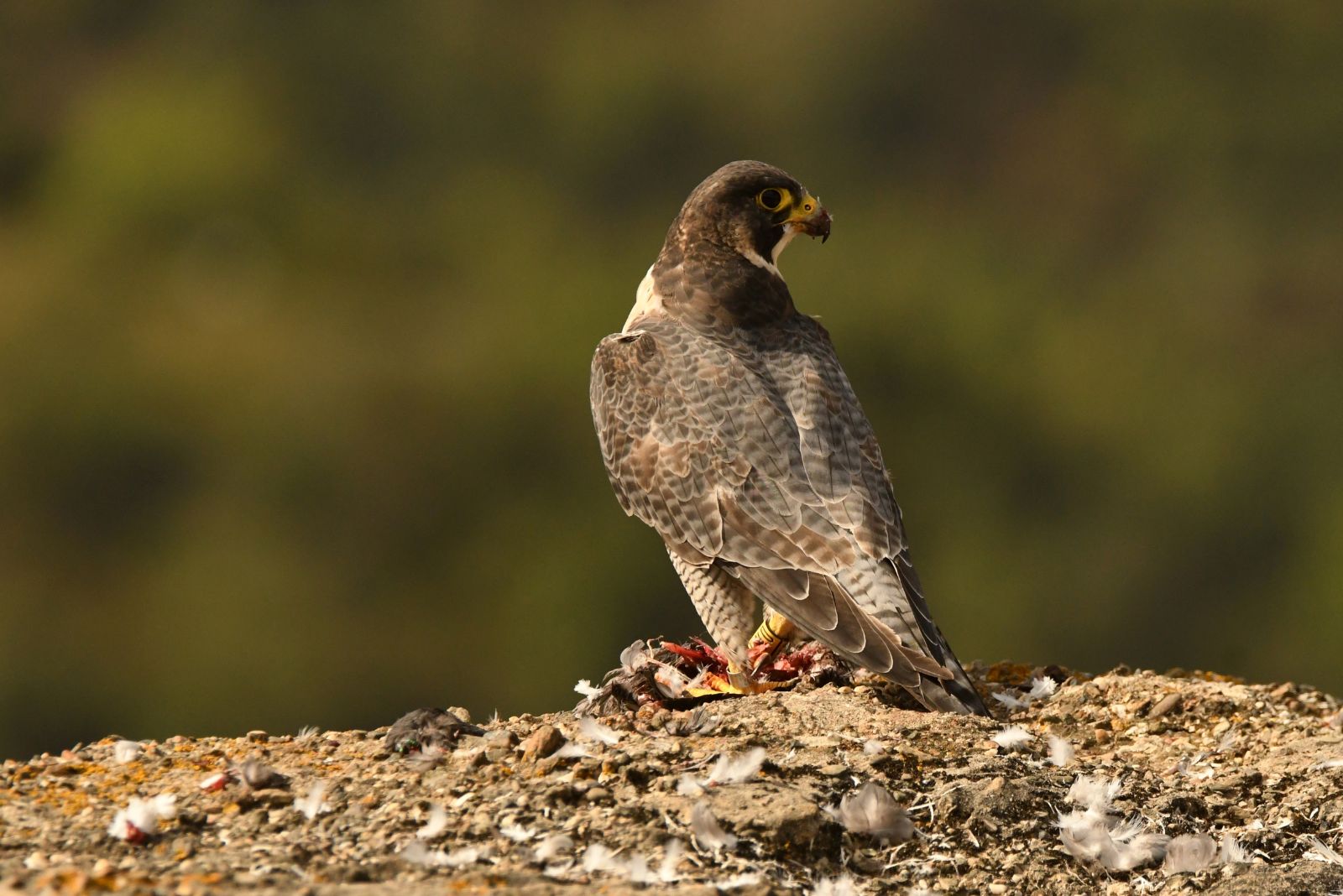 Peregrine Falcon