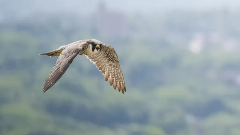 Peregrine Falcon