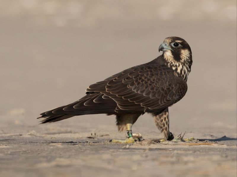 Peregrine Falcons