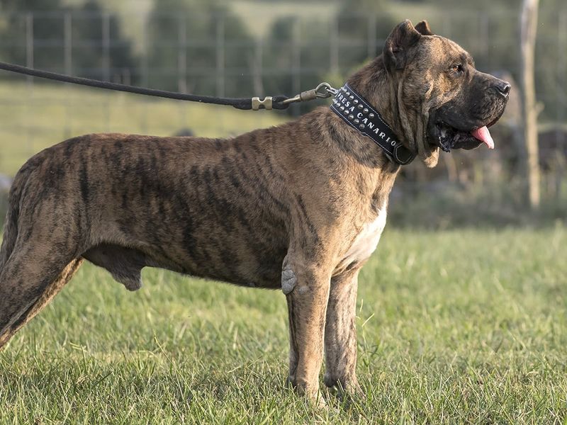 Perro de Presa Canario