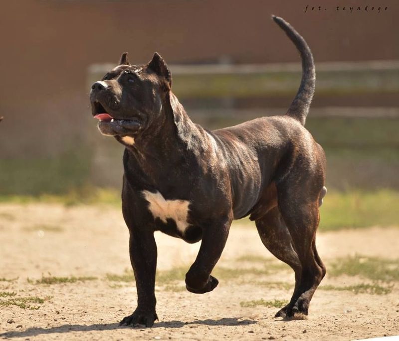 Perro de Presa Canario