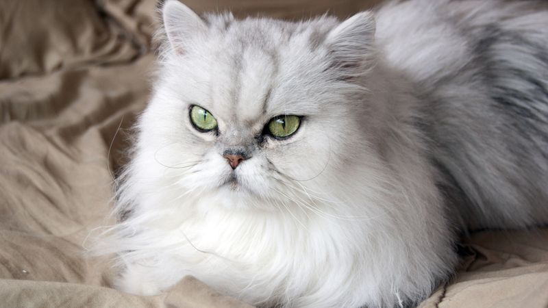 Persian Cat