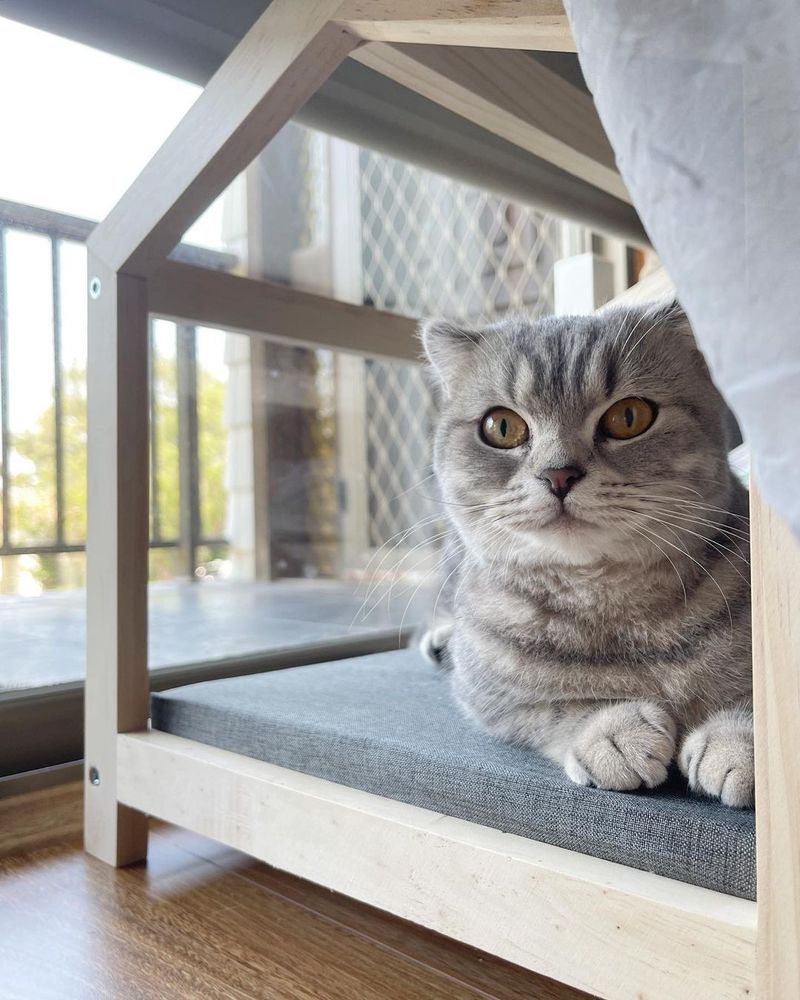 Personalized Cat Spaces