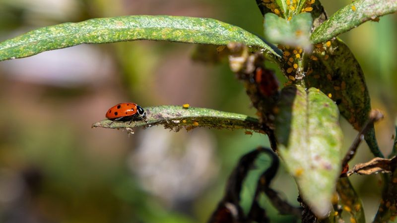 Pest Control by Ladybugs