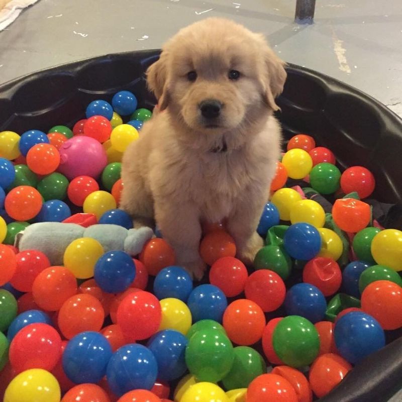 Pet Ball Pits