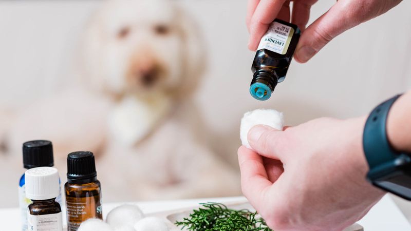 Pet-Friendly Essential Oils