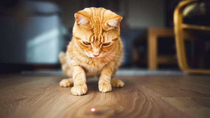 Pet-Safe Laser Pointers