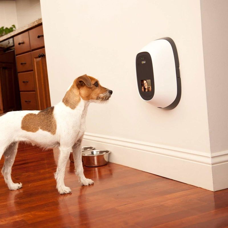 Pet Surveillance Cameras with Treat Dispensers