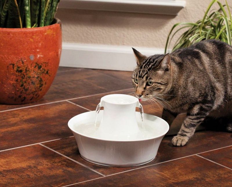 Pet Water Fountains