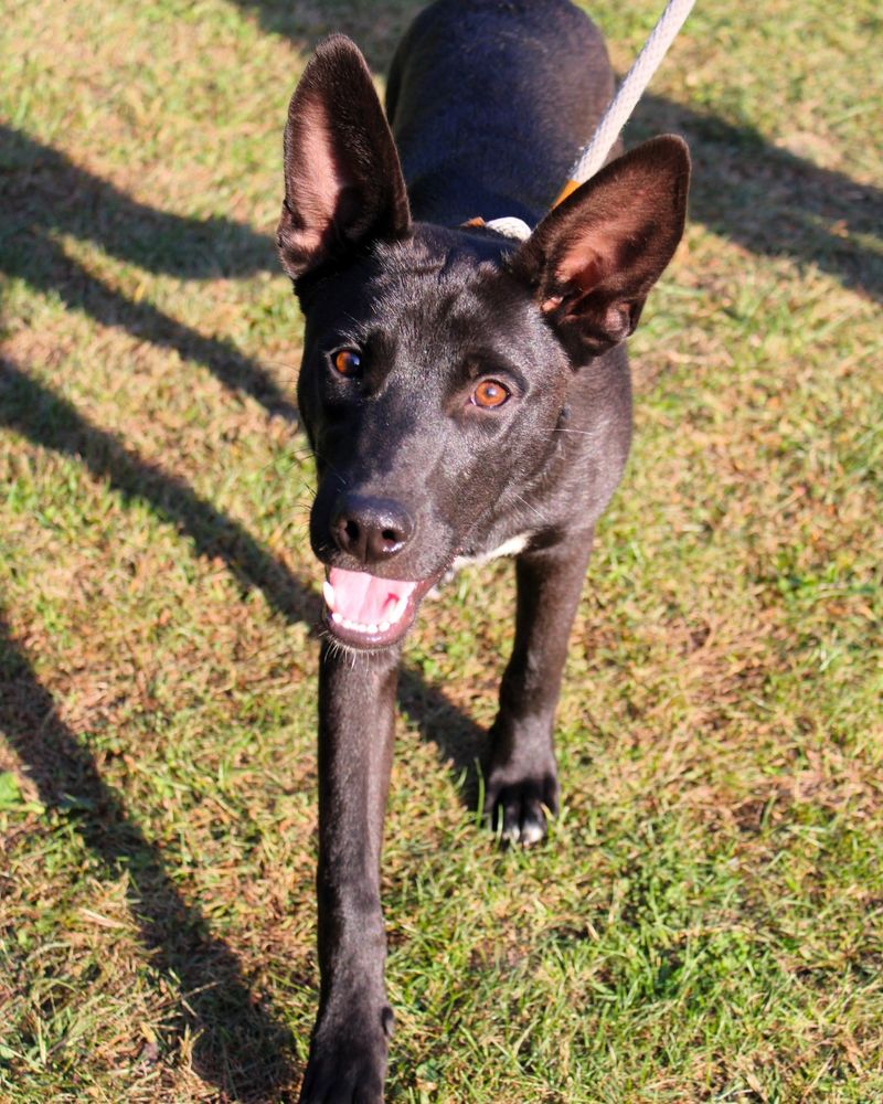 Pharaoh Hound