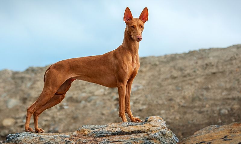 Pharaoh Hound