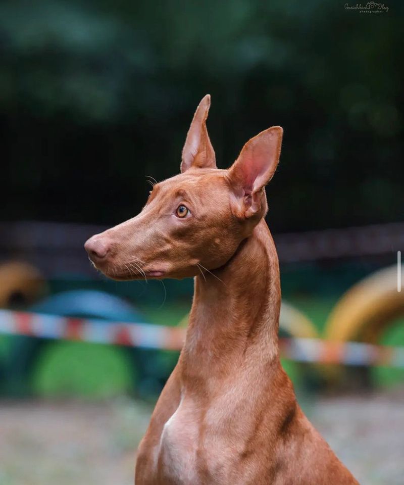 Pharaoh Hound