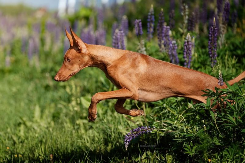 Pharaoh Hound