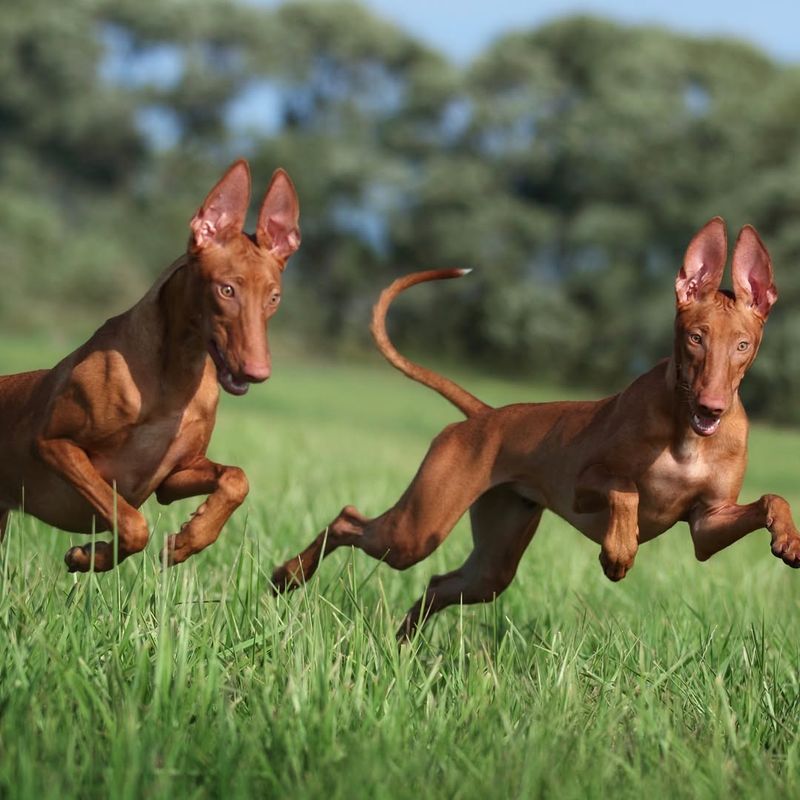 Pharaoh Hound