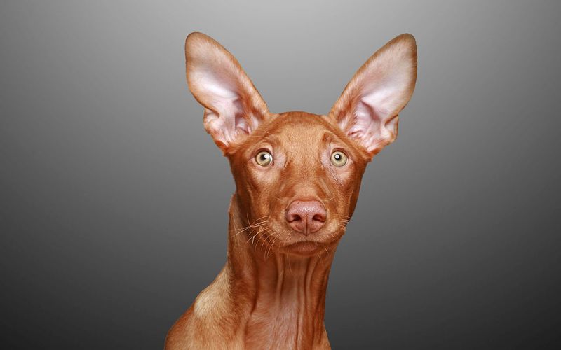 Pharaoh Hound