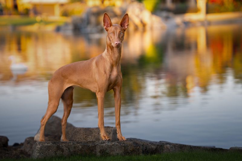 Pharaoh Hound