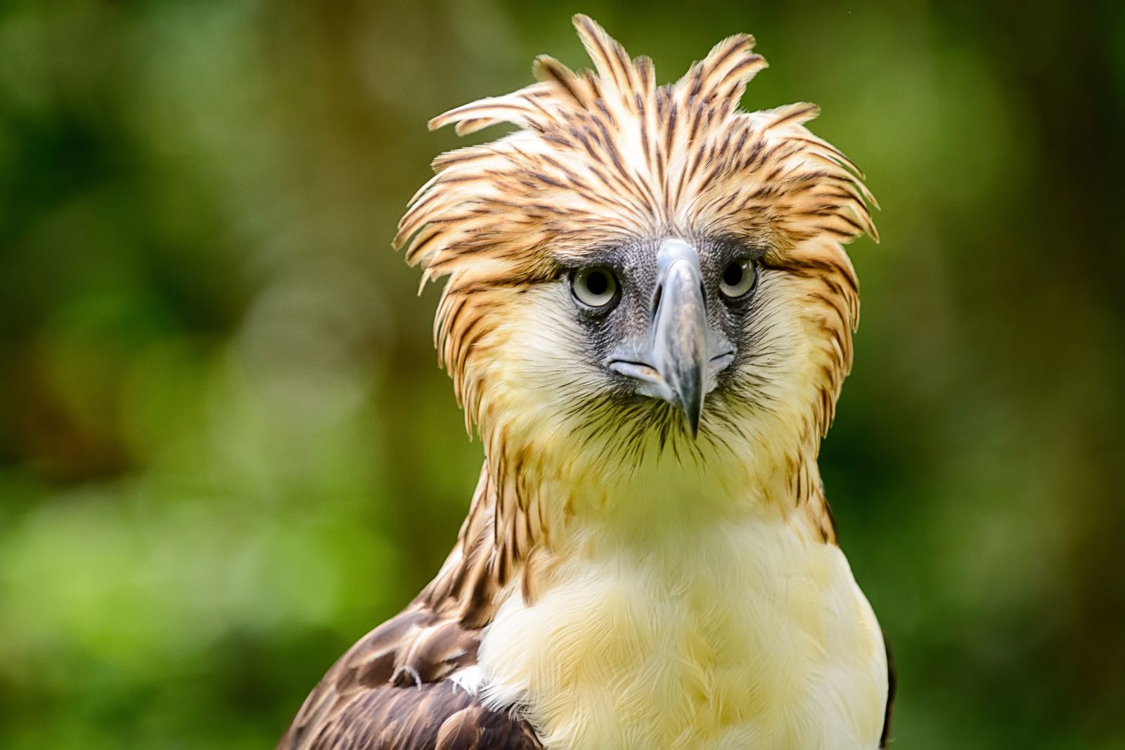 Philippine Eagle