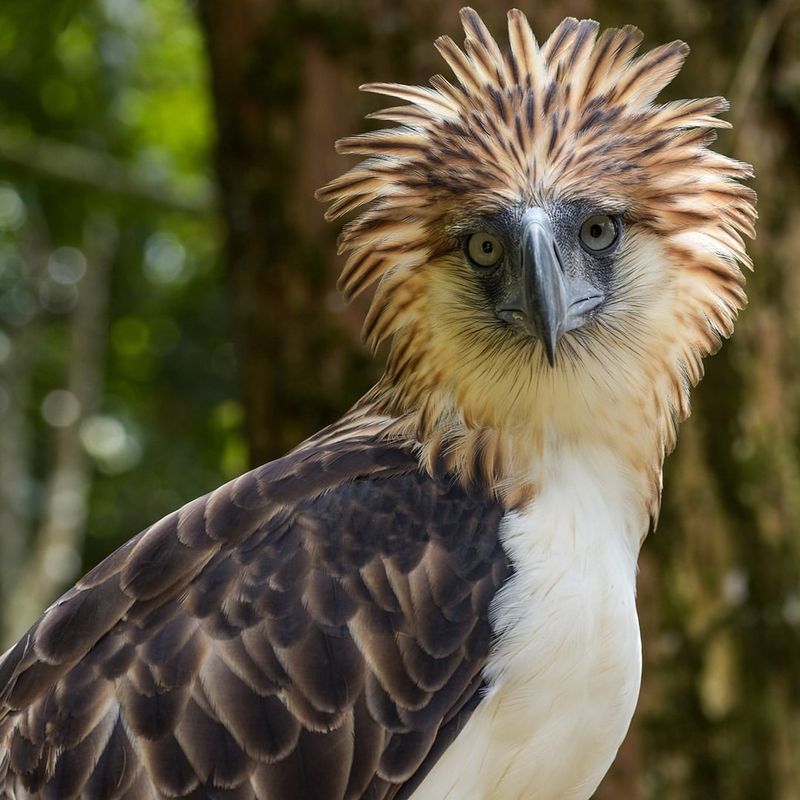 Philippine Eagle