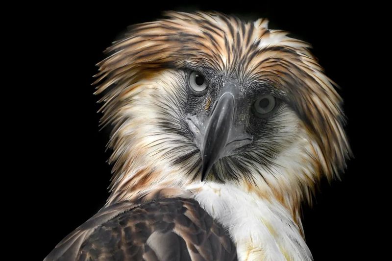 Philippine Eagle