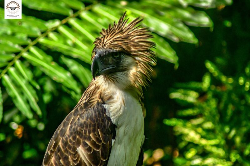 Philippine Eagle