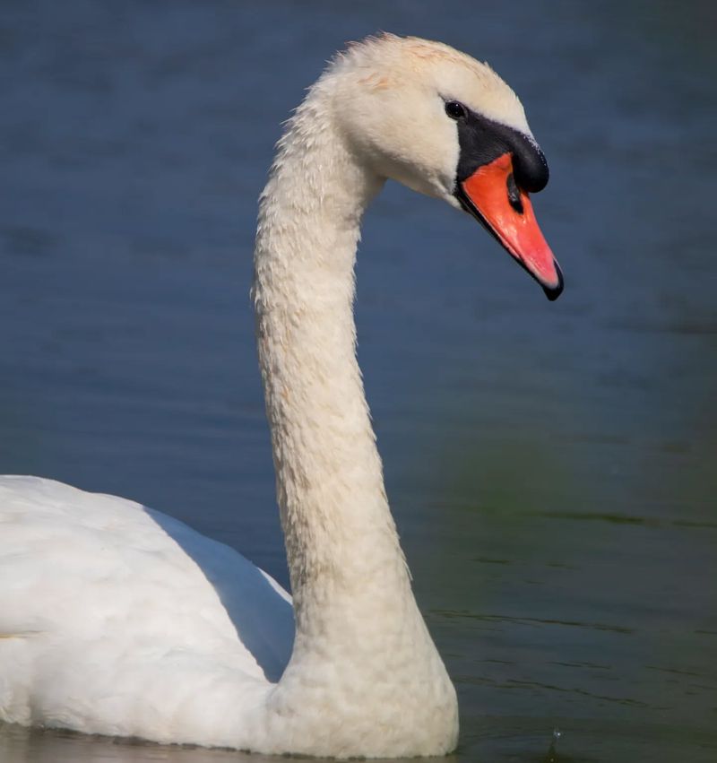 Physical Characteristics of Swans