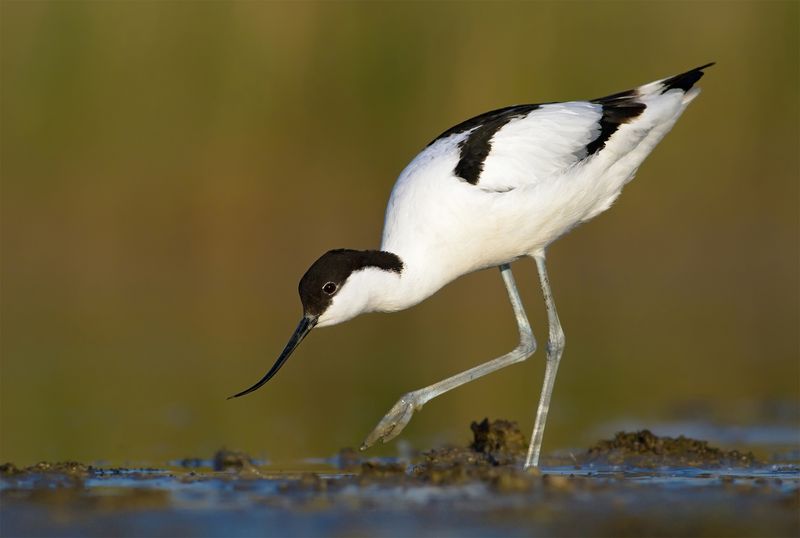 Pied Avocet