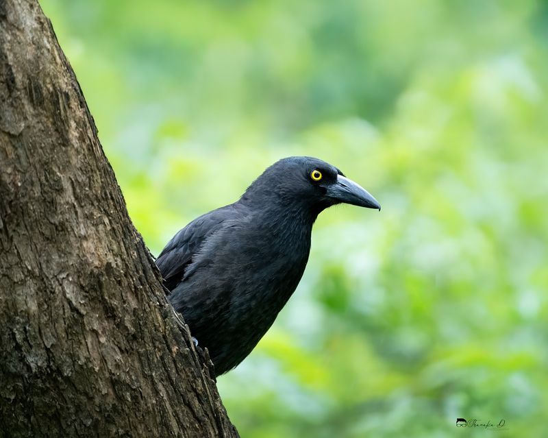 Pied Currawong