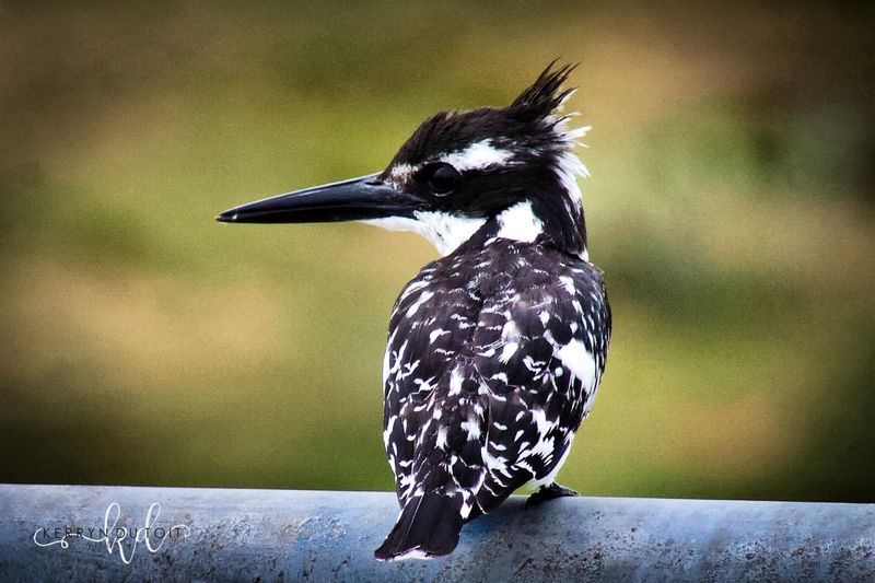 Pied Kingfisher