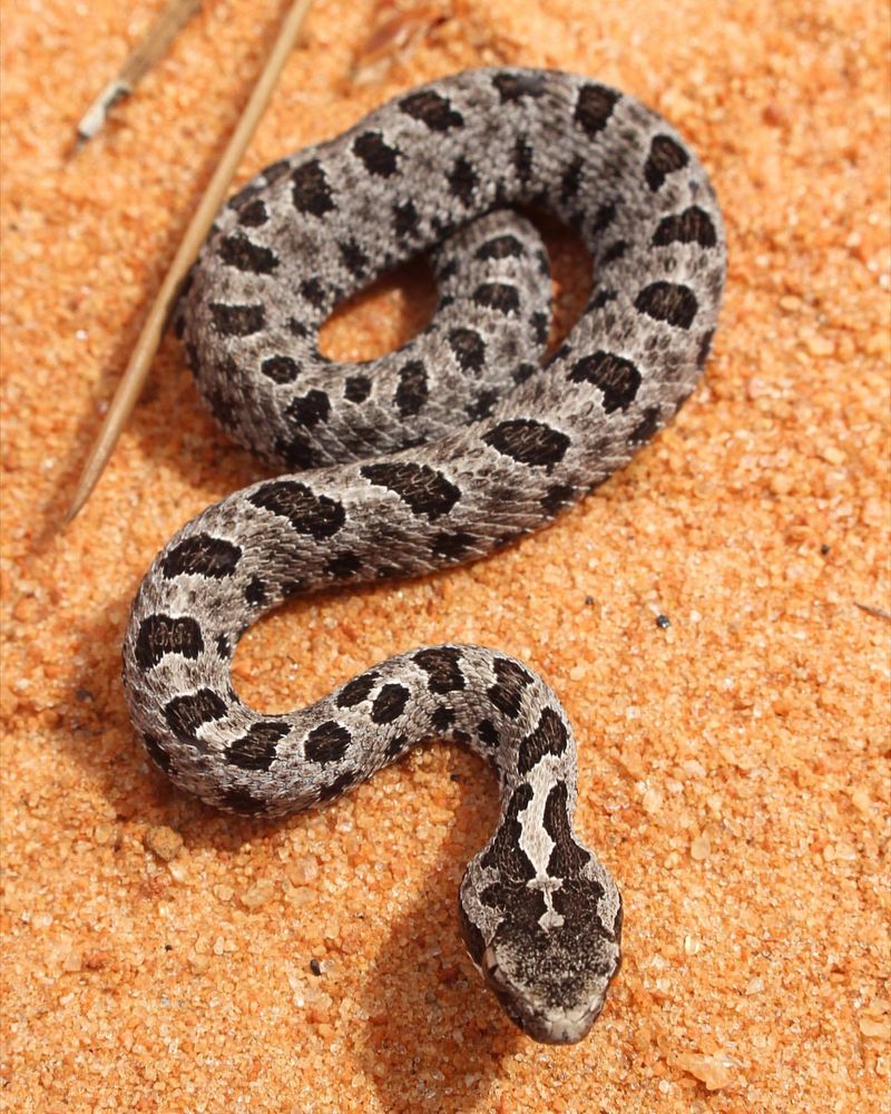 Pigmy Rattlesnake