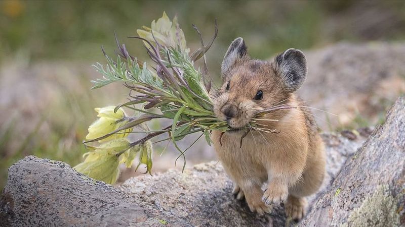 Pika Gathering