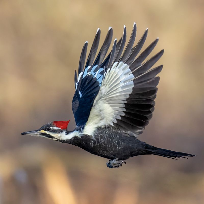 Pileated Woodpecker