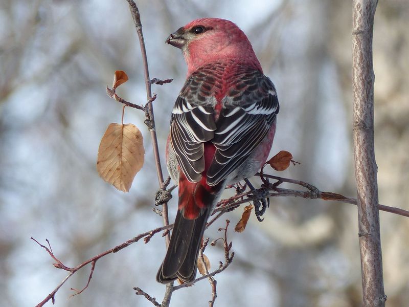 Pine Grosbeak