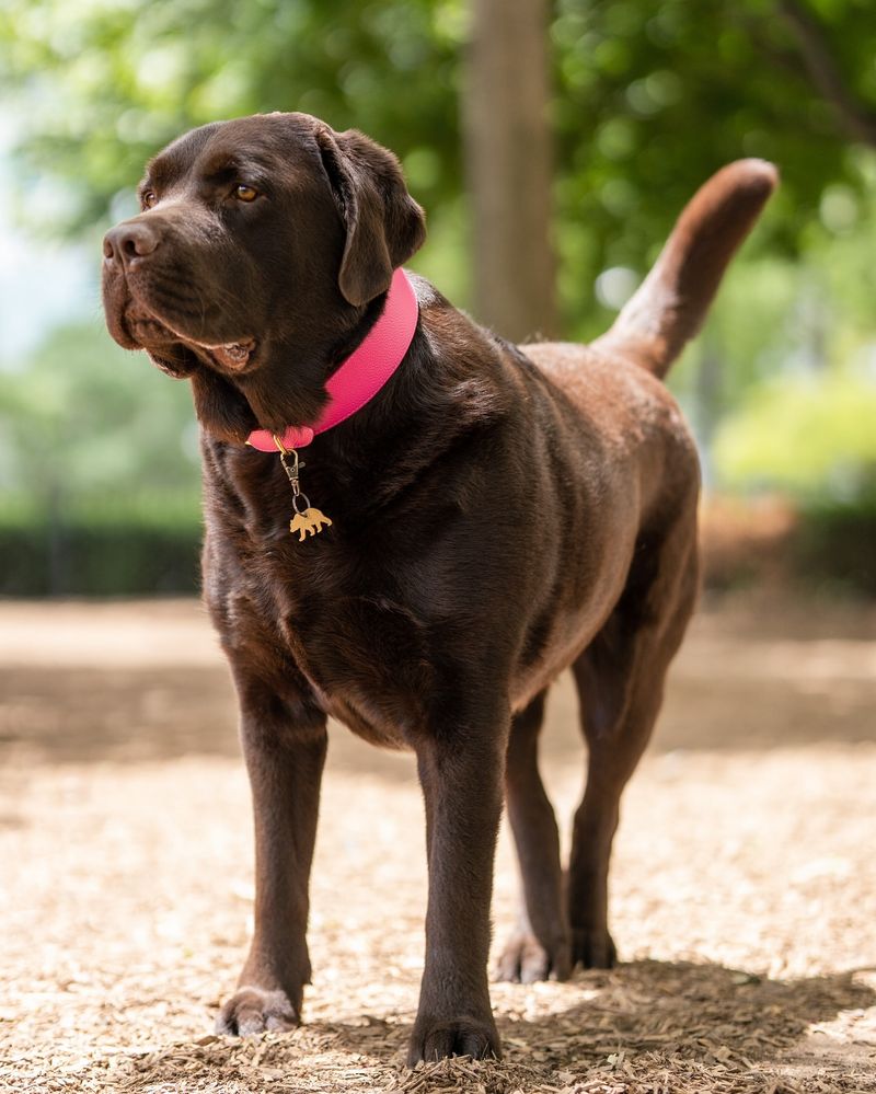 Pink Collar