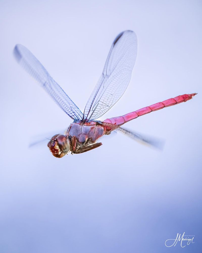 Pink Dragonfly