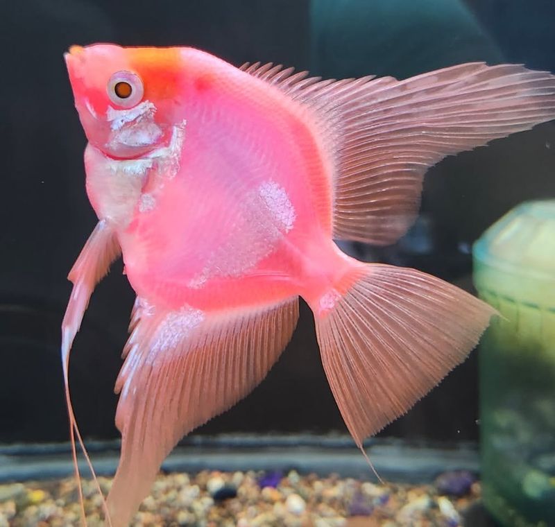 Pink-Edged Angelfish