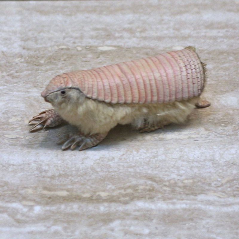 Pink Fairy Armadillo