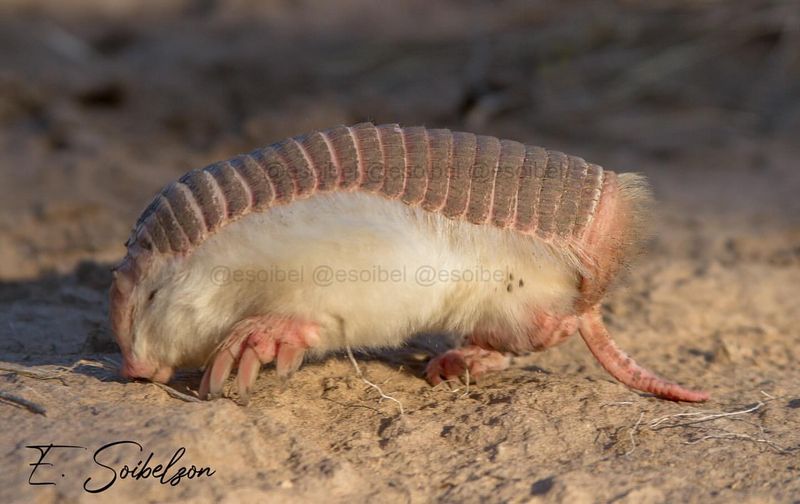 Pink Fairy Armadillo in Argentina