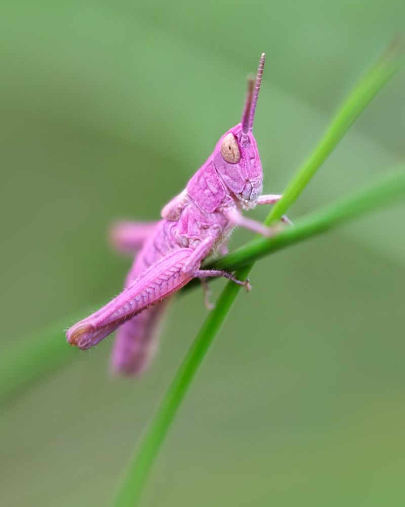 Pink Grasshopper