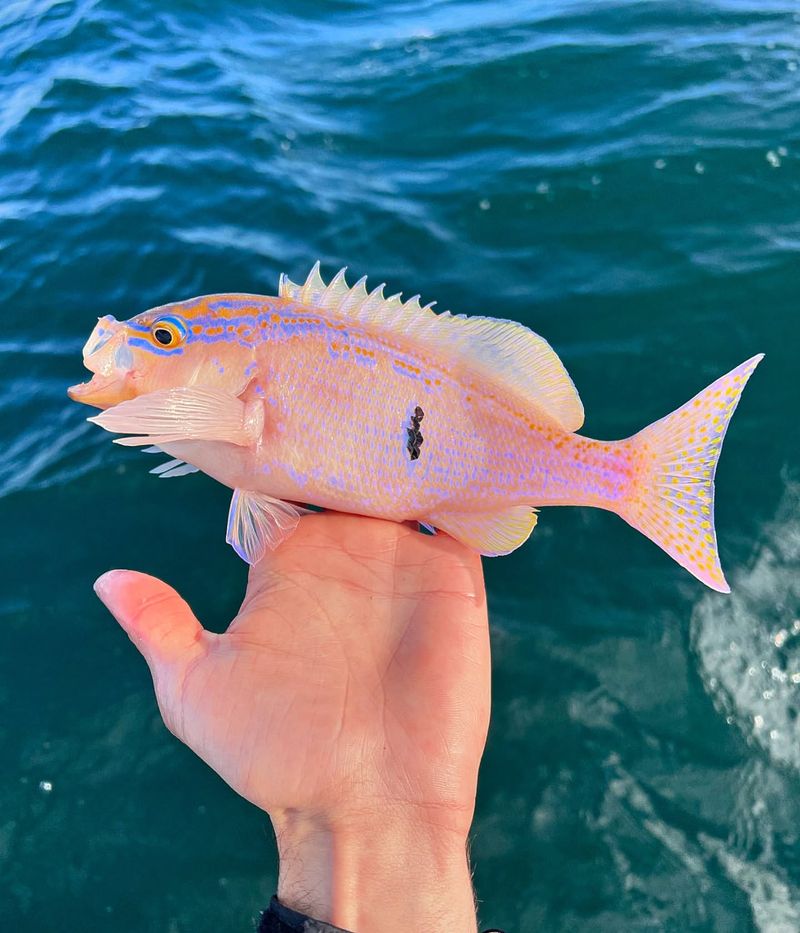 Pink Perch