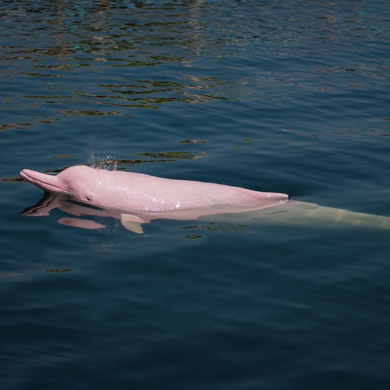 Pink River Dolphin