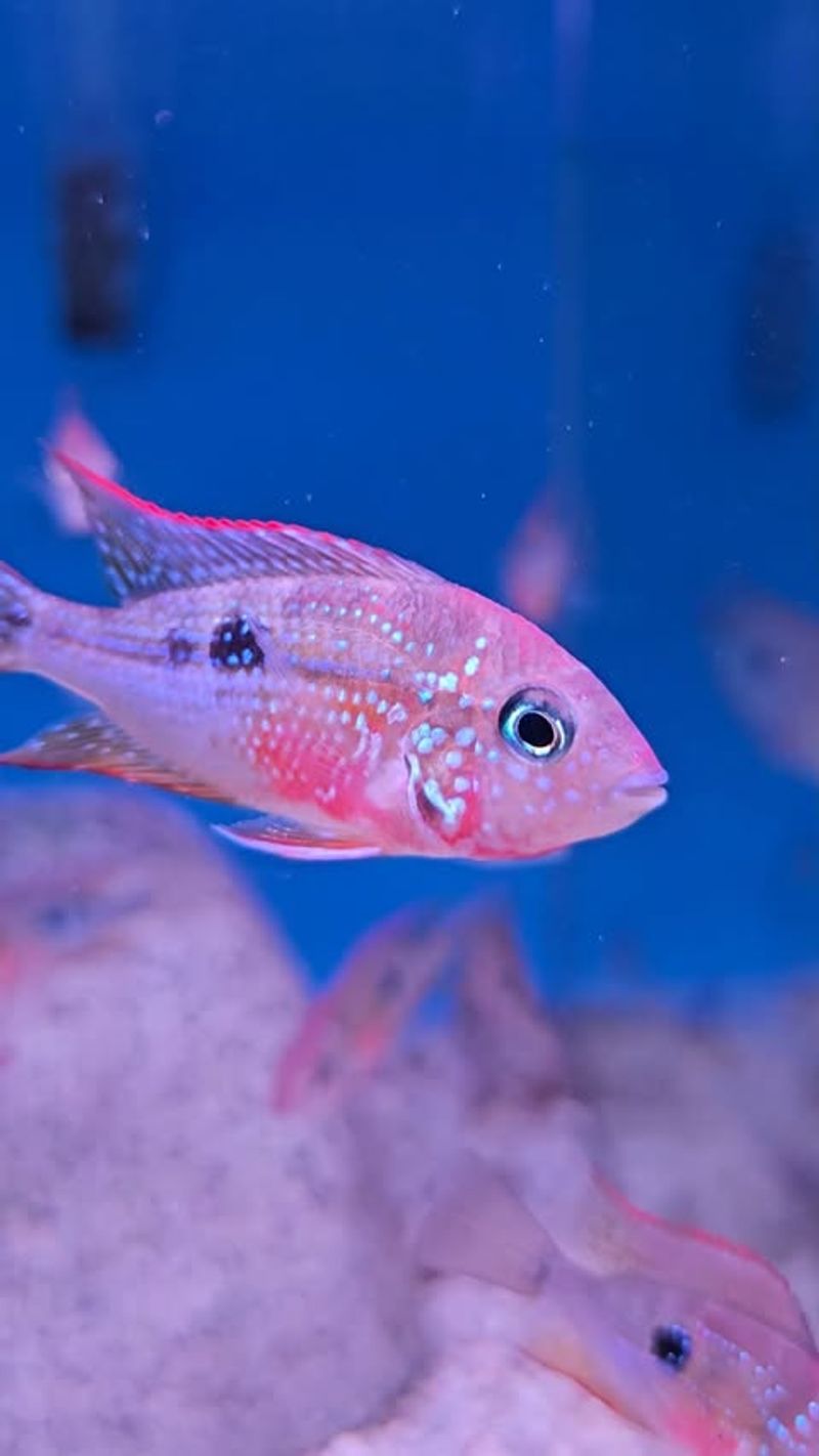 Pink Spotted Cichlid