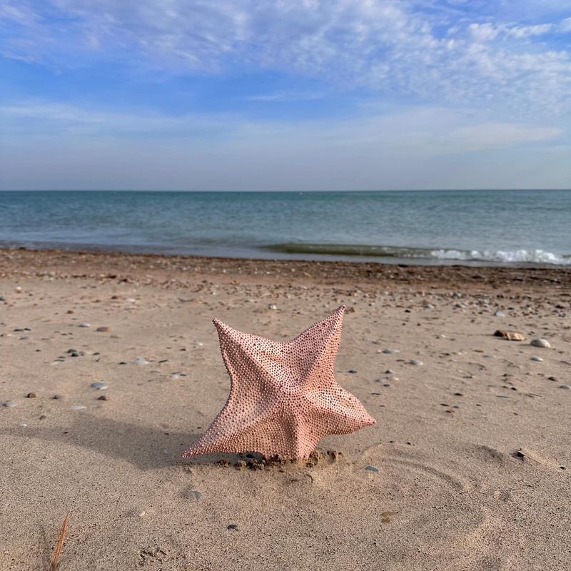 Pink Starfish