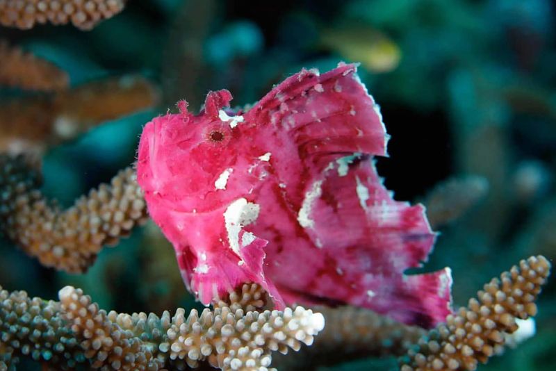 Pink-Tailed Scorpionfish