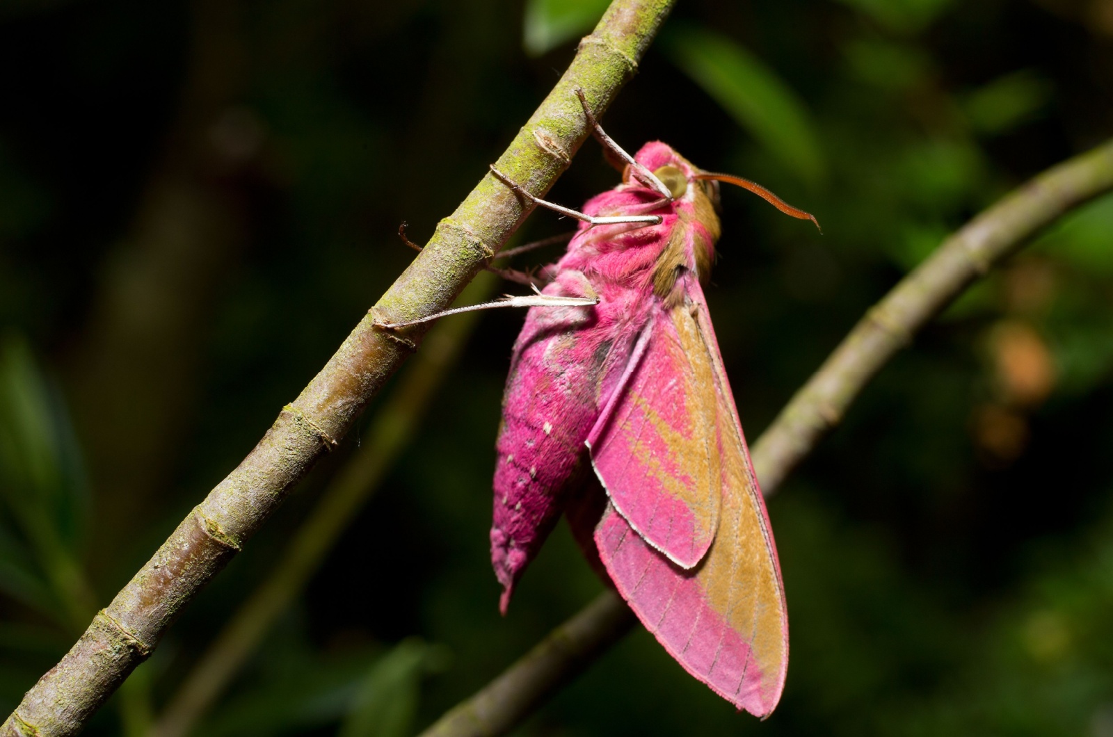 Pink Underwing Moth