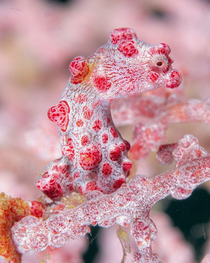 Pinkish-Coral Seahorse