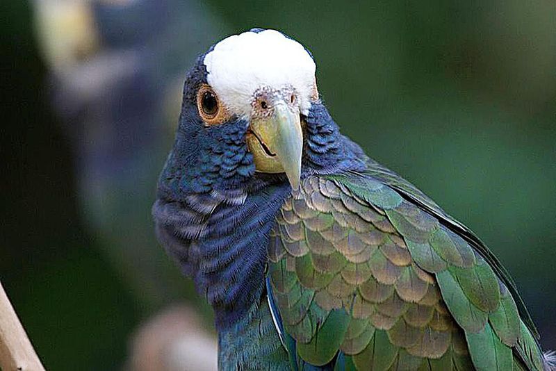 Pionus Parrot