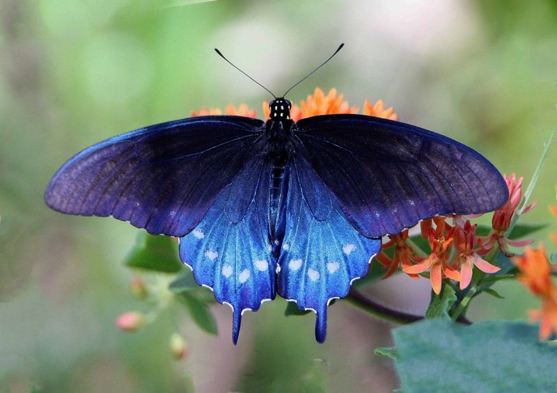 Pipevine Swallowtail