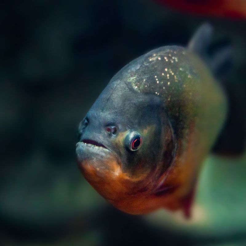 Piranha