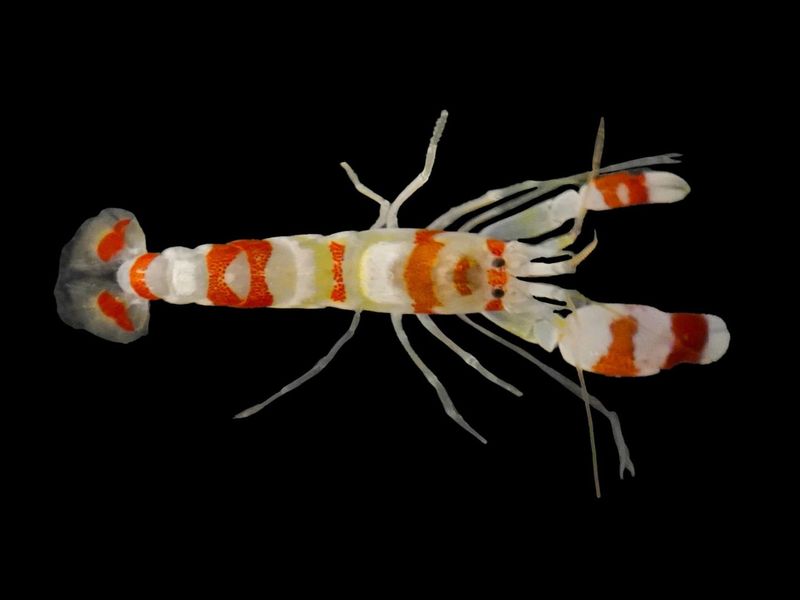 Pistol Shrimp