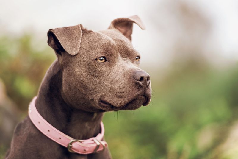 Pit Bull Terrier